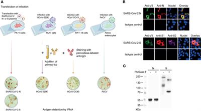 Functional Analysis of Human and Feline <mark class="highlighted">Coronavirus</mark> Cross-Reactive Antibodies Directed Against the SARS-CoV-2 Fusion Peptide